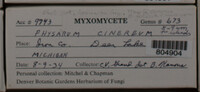 Physarum cinereum image
